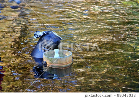 箱根園水族館的溫泉海豹 箱根園水族館的溫泉海豹 99345038
