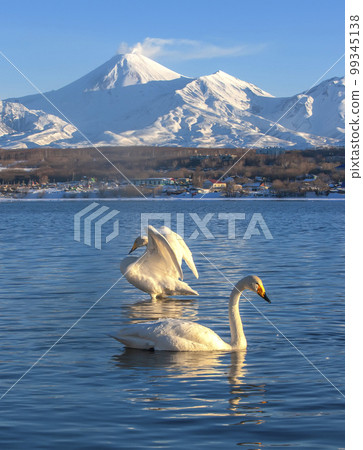 Pair of white swans in the lake against volcanoes and blue sky in Kamchatka 99345138