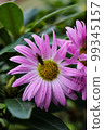 A close up photo of a bunch of dark pink chrysanthemum flowers with yellow centers and white tips on their petals 99345157