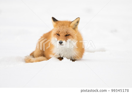 [Ezo red fox] Mr. Ezo red fox asking about the situation 99345178