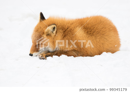 [Ezo red fox] Good night Ezo red fox 99345179
