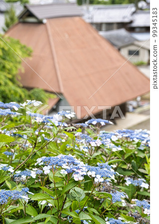 Hydrangea temple Genryu-ji 99345183