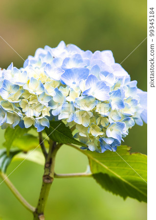 Hydrangea temple Genryu-ji 99345184