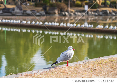 Black-headed gull resting in Tennogawa Park in winter <Tsushima City, Aichi Prefecture> 99345238