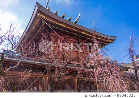 (Tokyo) Yushima Tenmangu with plum blossoms 99345323