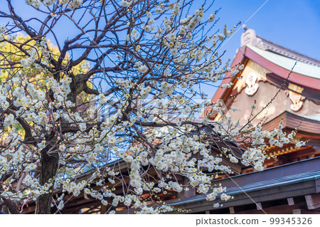 (Tokyo) Yushima Tenmangu with plum blossoms (Tokyo) Yushima Tenmangu with plum blossoms 99345326
