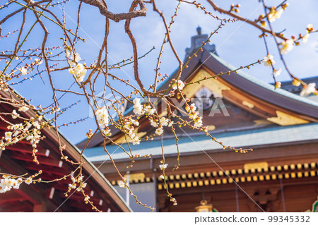 (Tokyo) Yushima Tenmangu with plum blossoms (Tokyo) Yushima Tenmangu with plum blossoms 99345332