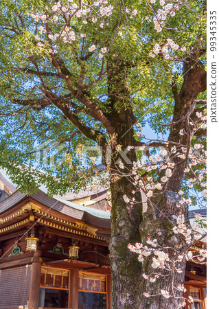 (東京)湯島天滿宮與梅花 (東京)湯島天滿宮與梅花 99345335