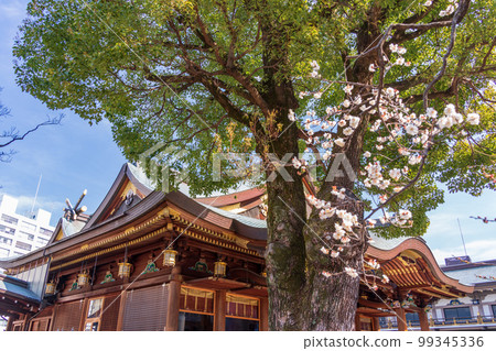 (東京)湯島天滿宮與梅花 (東京)湯島天滿宮與梅花 99345336