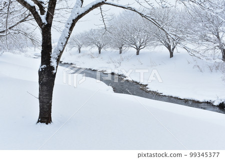 snow          99345377