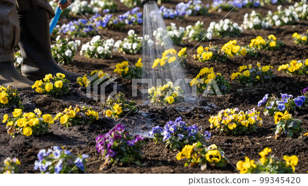 A person who takes care of flowers and a flower field at Roka Park A person who takes care of flowers and a flower field at Roka Park 99345420