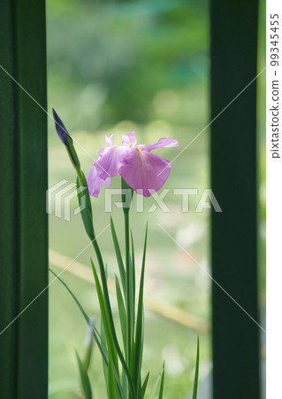 鳶尾花 99345455