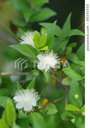 Myrtle 99345459