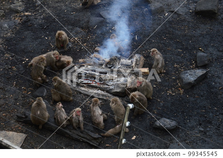 Japan Monkey Center 99345545