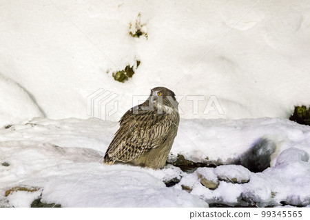 [Shima Owl] Blakiston's fish owl looking around 99345565