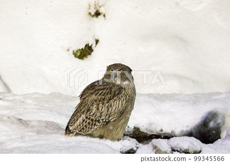 [Shima Owl] Blakiston's fish owl looking around 99345566