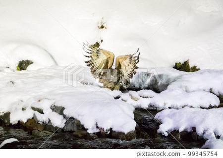 [Shima Owl] Blakiston's fish owl jumping into a stream 99345754