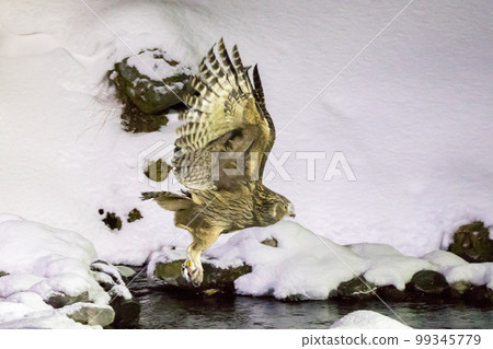 【志摩貓頭鷹】Blakiston的魚貓頭鷹帶著食物跳出來 99345779