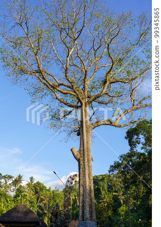 Giant tree (sacred tree) in the ruins of Goa Gajah, Bali 99345865