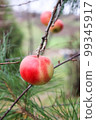 Branch with juicy red-yellow apple. Photo of an apple on a branch 99345917
