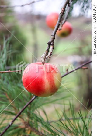 Branch with juicy red-yellow apple. Photo of an apple on a branch Branch with juicy red-yellow apple. Photo of an apple on a branch 99345917