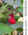 Photo of ripe raspberries on a branch. Raspberries on a branch in the garden. 99346000