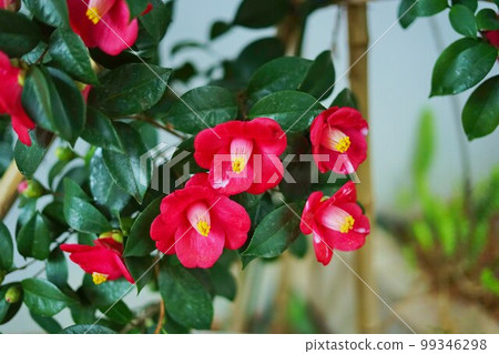 山茶花 山茶花 99346298