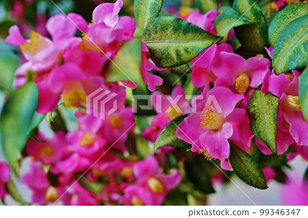 山茶花 山茶花 99346347
