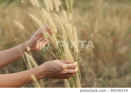 Close up of hands harvesting foxtail grass in the meadow, showing the concept of rural life, wellness, springtime and slow living Close up of hands harvesting foxtail grass in the meadow, showing the concept of rural life, wellness, springtime and slow living 99346554