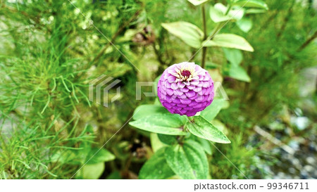 Pink zinnia before flowering 99346711