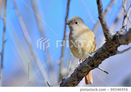 Daurian Redstart / Daurian Redstart 女性 Daurian Redstart / Daurian Redstart 女性 99346956