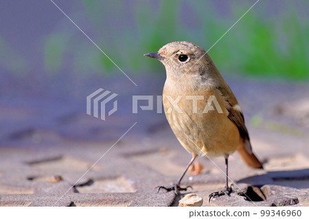Daurian Redstart / Daurian Redstart Female 99346960