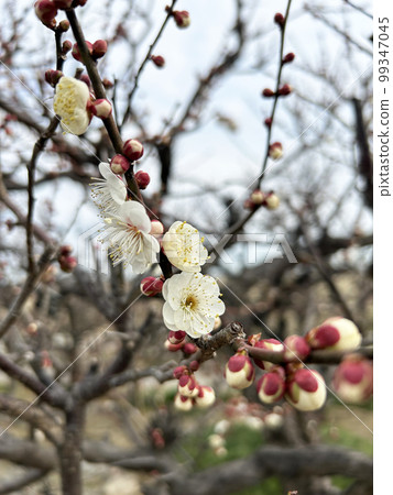White plum blossoms just beginning to bloom White plum blossoms just beginning to bloom 99347045