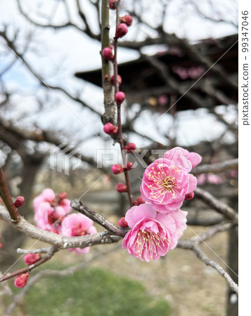 Pink plum blossoms just beginning to bloom Pink plum blossoms just beginning to bloom 99347046