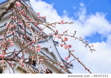 Karatsu City Karatsu Castle Keep and Plum Blossoms Karatsu City Karatsu Castle Keep and Plum Blossoms 99347252