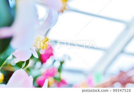 山茶花 99347528