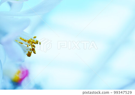 山茶花 山茶花 99347529