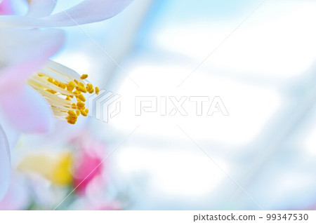 山茶花 99347530