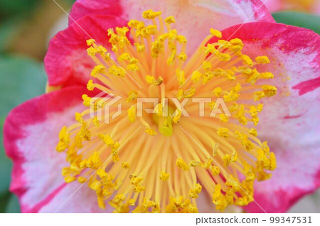 山茶花 山茶花 99347531
