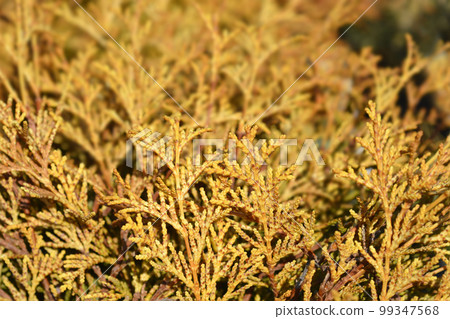 Hinoki cypress Teddy Bear Hinoki cypress Teddy Bear 99347568