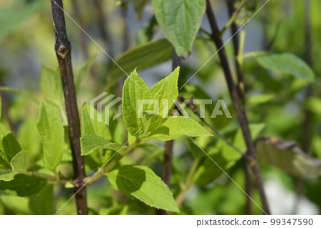 Paniculate hydrangea Cofetti 99347590