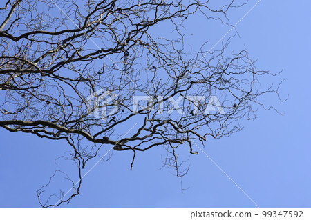 Dragons claw willow 99347592