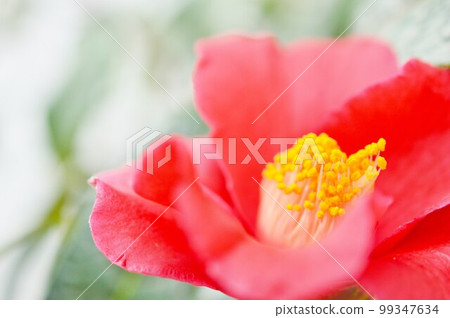camellia camellia camellia camellia 99347634