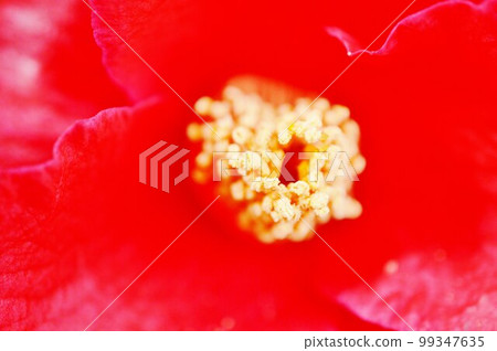 山茶花 山茶花 99347635