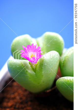 Adorable heart-shaped conophytum Adorable heart-shaped conophytum 99347708