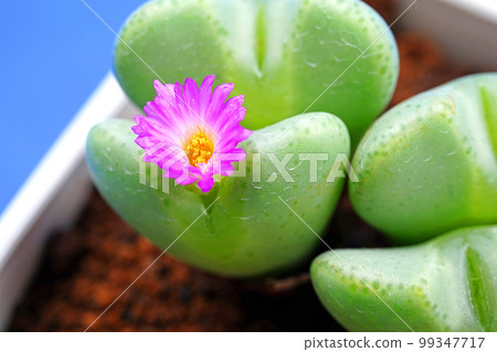 可愛的心形樹葉 99347717