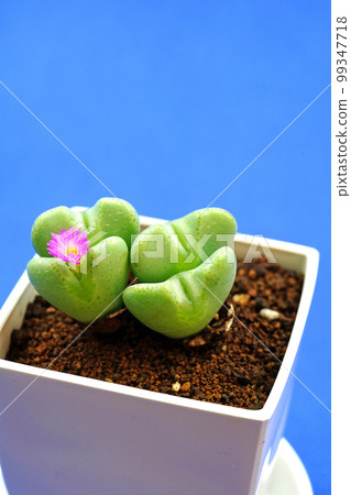 可愛的心形樹葉 99347718