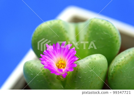 Adorable heart-shaped conophytum Adorable heart-shaped conophytum 99347721