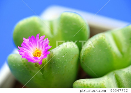Adorable heart-shaped conophytum Adorable heart-shaped conophytum 99347722