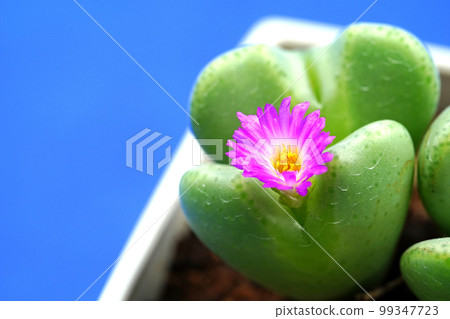 Adorable heart-shaped conophytum Adorable heart-shaped conophytum 99347723